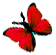 <img:stuff/BttrflyRedLft.png>