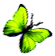 <img:stuff/BttrflySpGrnRt.png>