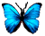 <img:stuff/BttrflyTurq.png>
