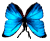<img:stuff/BttrflyTurqDwn.png>