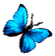 <img:stuff/BttrflyTurqRt.png>