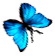 <img:stuff/BttrflyTurqRtDwn.png>