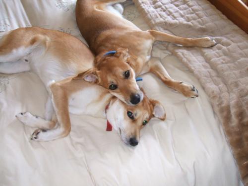 <img500*375:stuff/Buddy_and_Jack%2a.jpg>