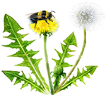 <img:stuff/Bumblebee-dandelion_SM_rev.png>