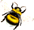 <img:stuff/BumblebeeWhTail_right_Xsm.png>
