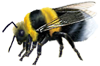 <img:stuff/Bumblebee_crawl_left_SM.png>