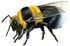 <img:stuff/Bumblebee_crawl_left_Xsm.png>