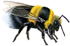 <img:stuff/Bumblebee_crawl_right_Xsm.png>