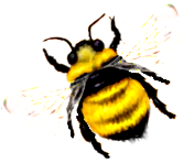 <img:stuff/Bumblebee_left.png>