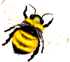 <img:stuff/Bumblebee_right_Xsm.png>