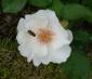 <img85*0:stuff/Busy_bee.jpg>
