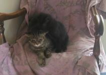 <img0*150:stuff/C%20%26%20N%20on%20GM%27s%20chair%203.jpg>