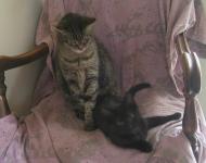 <img0*150:stuff/C%20%26%20N%20on%20GM%27s%20chair%204.jpg>