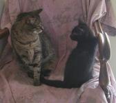 <img0*150:stuff/C%20%26%20N%20on%20GM%27s%20chair%205.jpg>