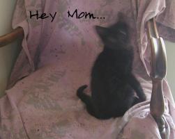 <img0*200:stuff/C%20%26%20N%20on%20GM%27s%20chair%206.jpg>