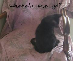 <img0*200:stuff/C%20%26%20N%20on%20GM%27s%20chair%207.jpg>