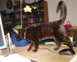 <img0*200:stuff/C%20explores%20desk%205thwk%201a.jpg>