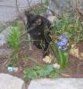 <img0*100:stuff/C%20in%20the%20garden%202a.jpg>