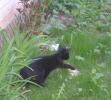 <img0*100:stuff/C%20in%20the%20garden%203a.jpg>