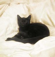 <img0*200:stuff/C%20on%20bed%205thwk%201a.jpg>