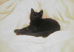 <img0*200:stuff/C%20on%20bed%205thwk%202a.jpg>