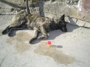 <img300*0:stuff/C%3ADocuments%20and%20SettingsAllisonBureaubladMM%2058.bmp.jpg>