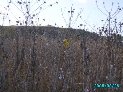<img400*0:stuff/C%3ADocuments%20and%20SettingsAllisonBureaubladMM%20in%20Israel3.JPG>