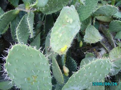 <img400*0:stuff/C%3ADocuments%20and%20SettingsAllisonBureaubladMM%20in%20Israel5.JPG>