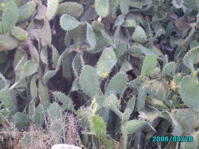 <img400*0:stuff/C%3ADocuments%20and%20SettingsAllisonBureaubladMM%20in%20Israel6.JPG>