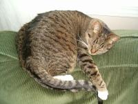 <img200*0:stuff/C%3ADocuments%20and%20SettingsAngiMy%20DocumentsMy%20Pictures2006-02%20(Feb)HPIM0363.JPG>