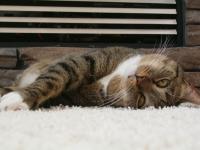 <img200*0:stuff/C%3ADocuments%20and%20SettingsAngiMy%20DocumentsMy%20Pictures2006-02%20(Feb)HPIM0392.JPG>