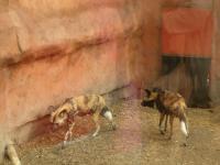 <img200*0:stuff/C%3ADocuments%20and%20SettingsAngiMy%20DocumentsMy%20Pictures2006-03%20(Mar)zoo%20-%20Australian%20wild%20dogs.JPG>