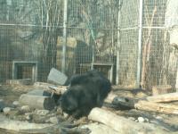 <img200*0:stuff/C%3ADocuments%20and%20SettingsAngiMy%20DocumentsMy%20Pictures2006-03%20(Mar)zoo%20-%20asian%20bear.JPG>