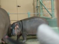 <img200*0:stuff/C%3ADocuments%20and%20SettingsAngiMy%20DocumentsMy%20Pictures2006-03%20(Mar)zoo%20-%20baby%20hippo%202.JPG>