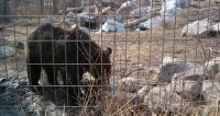 <img200*0:stuff/C%3ADocuments%20and%20SettingsAngiMy%20DocumentsMy%20Pictures2006-03%20(Mar)zoo%20-%20bear%20cub.JPG>