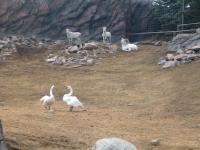 <img200*0:stuff/C%3ADocuments%20and%20SettingsAngiMy%20DocumentsMy%20Pictures2006-03%20(Mar)zoo%20-%20big%20horned%20sheep.JPG>