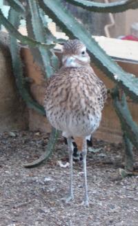 <img200*0:stuff/C%3ADocuments%20and%20SettingsAngiMy%20DocumentsMy%20Pictures2006-03%20(Mar)zoo%20-%20bird.JPG>