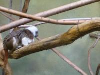 <img200*0:stuff/C%3ADocuments%20and%20SettingsAngiMy%20DocumentsMy%20Pictures2006-03%20(Mar)zoo%20-%20cotton%20topped%20marmoset.JPG>