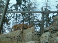 <img200*0:stuff/C%3ADocuments%20and%20SettingsAngiMy%20DocumentsMy%20Pictures2006-03%20(Mar)zoo%20-%20cougars.JPG>