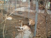 <img200*0:stuff/C%3ADocuments%20and%20SettingsAngiMy%20DocumentsMy%20Pictures2006-03%20(Mar)zoo%20-%20deer.JPG>