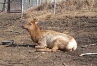 <img200*0:stuff/C%3ADocuments%20and%20SettingsAngiMy%20DocumentsMy%20Pictures2006-03%20(Mar)zoo%20-%20elk.JPG>