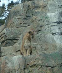<img200*0:stuff/C%3ADocuments%20and%20SettingsAngiMy%20DocumentsMy%20Pictures2006-03%20(Mar)zoo%20-%20female%20cougar.JPG>