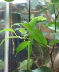 <img200*0:stuff/C%3ADocuments%20and%20SettingsAngiMy%20DocumentsMy%20Pictures2006-03%20(Mar)zoo%20-%20geko%202%20.JPG>