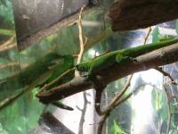 <img200*0:stuff/C%3ADocuments%20and%20SettingsAngiMy%20DocumentsMy%20Pictures2006-03%20(Mar)zoo%20-%20geko.JPG>