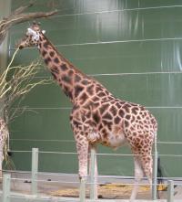 <img200*0:stuff/C%3ADocuments%20and%20SettingsAngiMy%20DocumentsMy%20Pictures2006-03%20(Mar)zoo%20-%20giraffe.JPG>