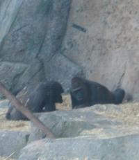 <img200*0:stuff/C%3ADocuments%20and%20SettingsAngiMy%20DocumentsMy%20Pictures2006-03%20(Mar)zoo%20-%20gorillas.JPG>