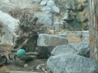 <img200*0:stuff/C%3ADocuments%20and%20SettingsAngiMy%20DocumentsMy%20Pictures2006-03%20(Mar)zoo%20-%20grizley%20bear.JPG>