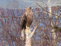 <img200*0:stuff/C%3ADocuments%20and%20SettingsAngiMy%20DocumentsMy%20Pictures2006-03%20(Mar)zoo%20-%20hawk%202.JPG>