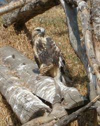 <img200*0:stuff/C%3ADocuments%20and%20SettingsAngiMy%20DocumentsMy%20Pictures2006-03%20(Mar)zoo%20-%20hawk.JPG>