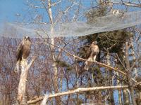 <img200*0:stuff/C%3ADocuments%20and%20SettingsAngiMy%20DocumentsMy%20Pictures2006-03%20(Mar)zoo%20-%20hawks.JPG>